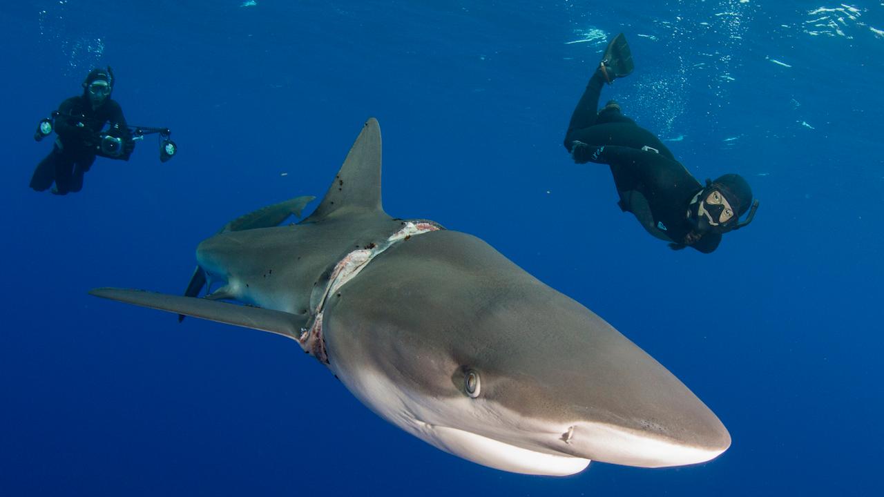 潜水员意外发现鲨鱼戴着头巾,但靠近一看后,心里当即被揪了下_绳子