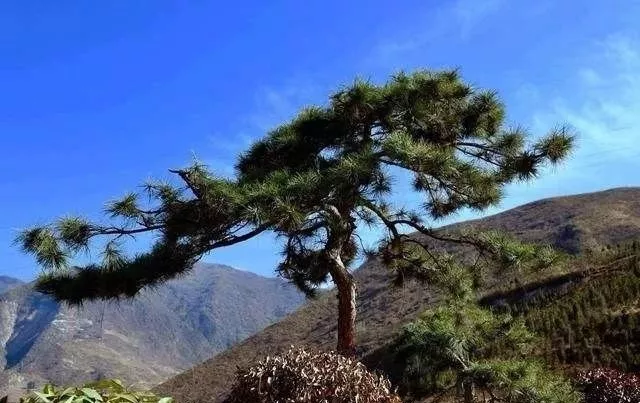 坟地前有树好吗坟墓种树风水宜与忌