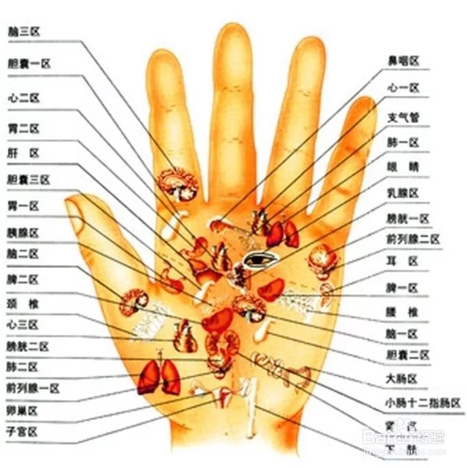 人的手上,有许多对应脏腑的穴位