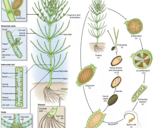 科学家揭秘了最古老单细胞轮藻的首个基因组破解了生命起源密码
