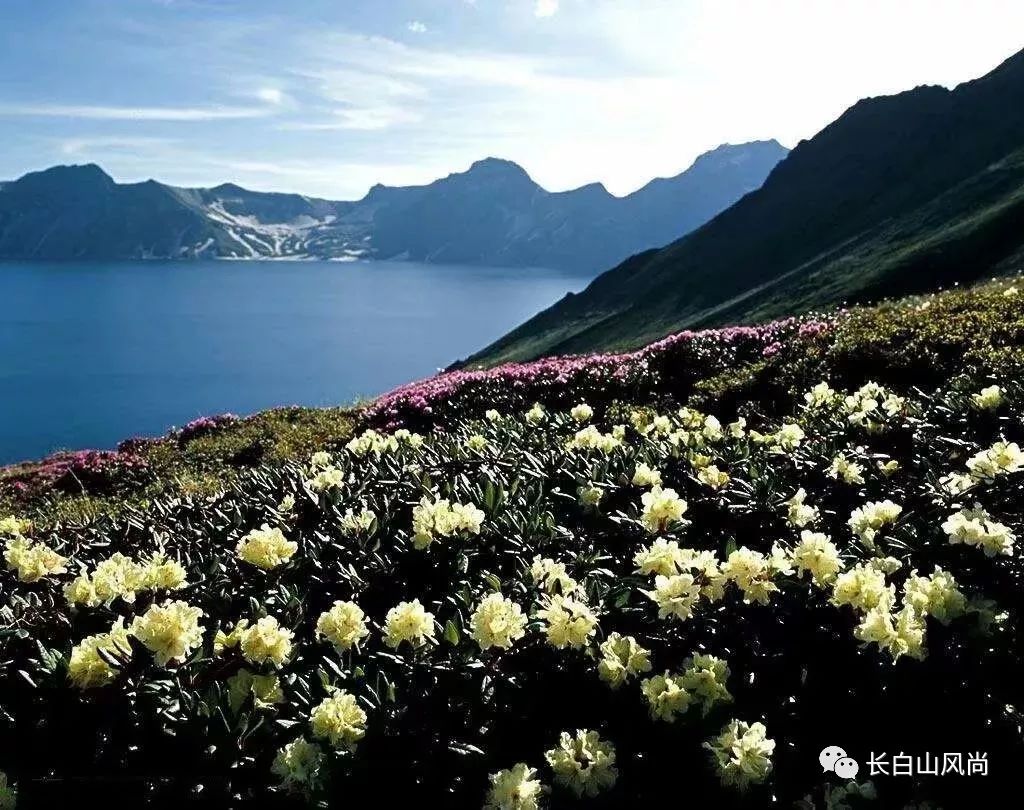 长白山王池花海图片