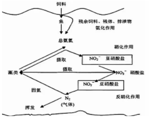 亚硝酸盐中毒机制图片