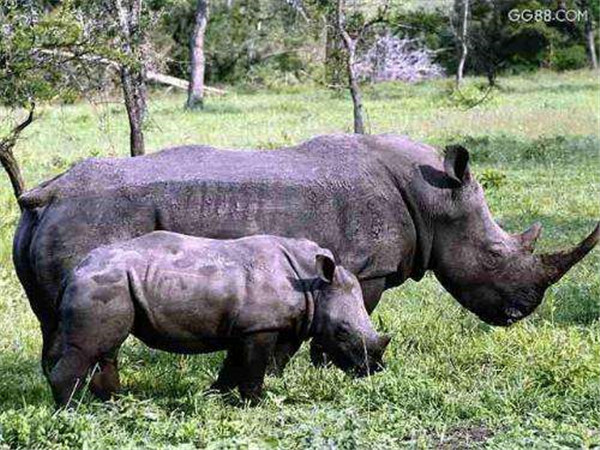 地球上最稀有的犀牛,求偶間隔達5年,從未在動物園繁殖成功過