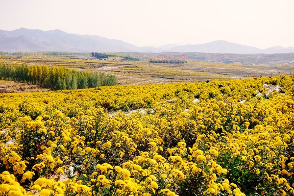 新泰良心谷万亩花海等你来