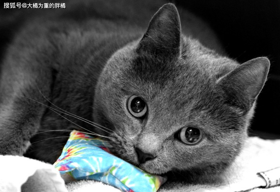 看家时的猫咪爱做的5件事 别担心它很寂寞 它已习惯了短暂分离 巡逻
