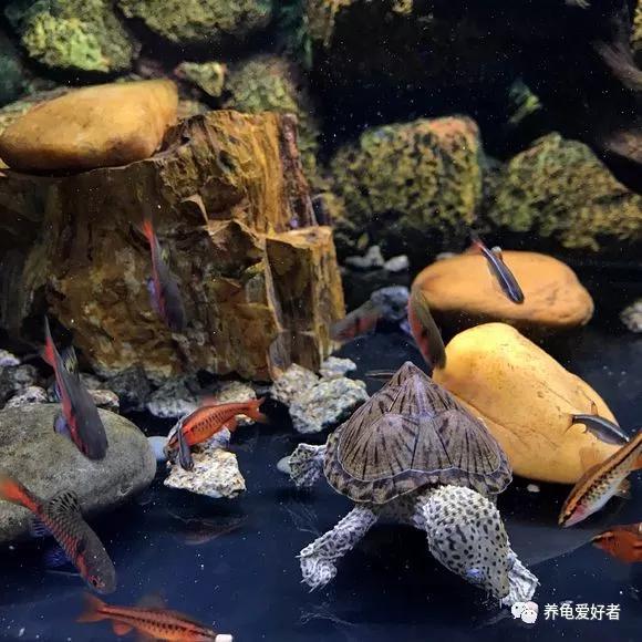 原创龟鱼混养好处不少,但也不是毫无烦恼的