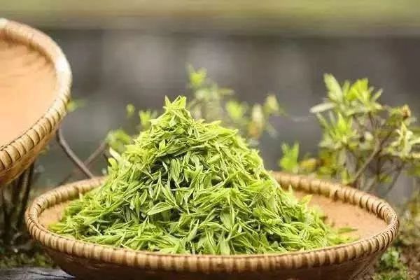 武陵山脉东端,茶区分布在湖南屋脊之称的环壶瓶山国家级自然保护区域