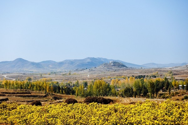 新泰良心谷万亩花海等你来