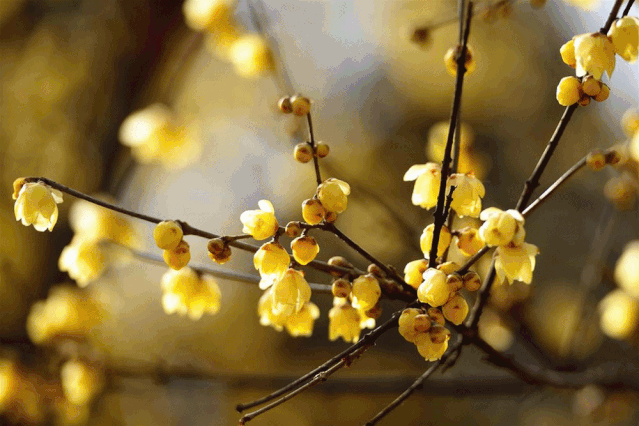 草木时光之回望_素腊梅