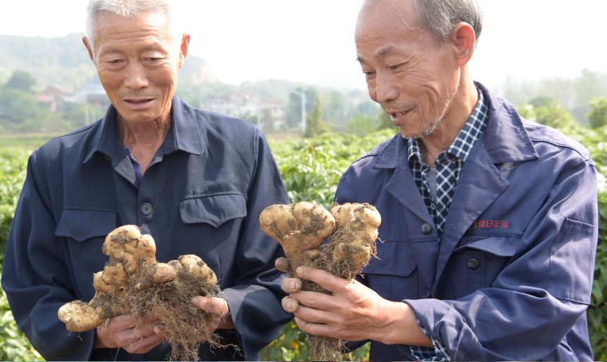 並讓他們起到很好的示範帶動作用就是為了發現民間佛手山藥種植能人