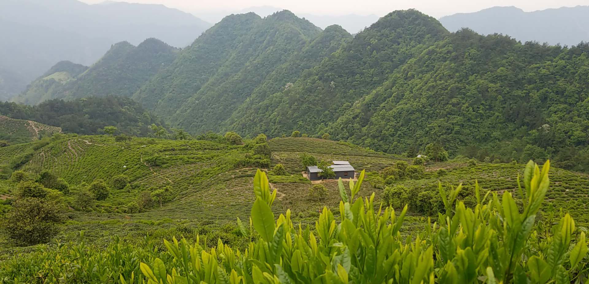 黄山茶山图片大全高清图片