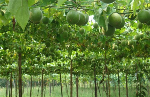 当妈妈之前当妈妈之后性情大相径庭的生肖女