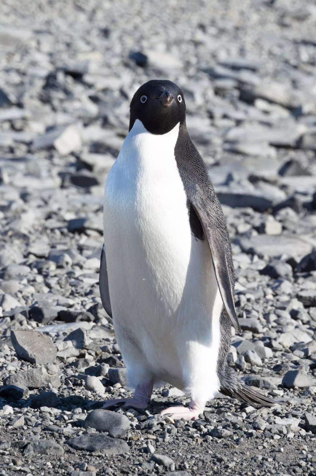 去南极啊,过个最远最牛的年!_企鹅