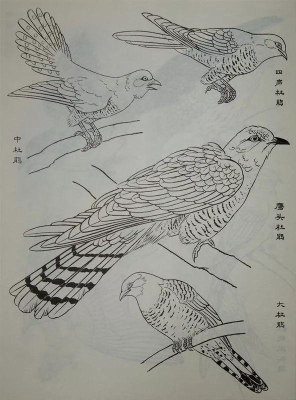 素材白描禽鸟类画谱100幅