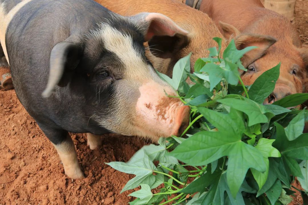 送福利丨蓝湾宝贝猪之年