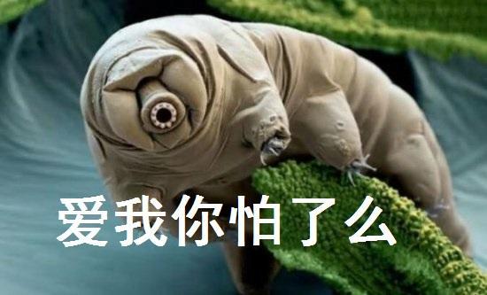 杀死一只水熊虫有多难竟让几代科学家绞尽脑汁