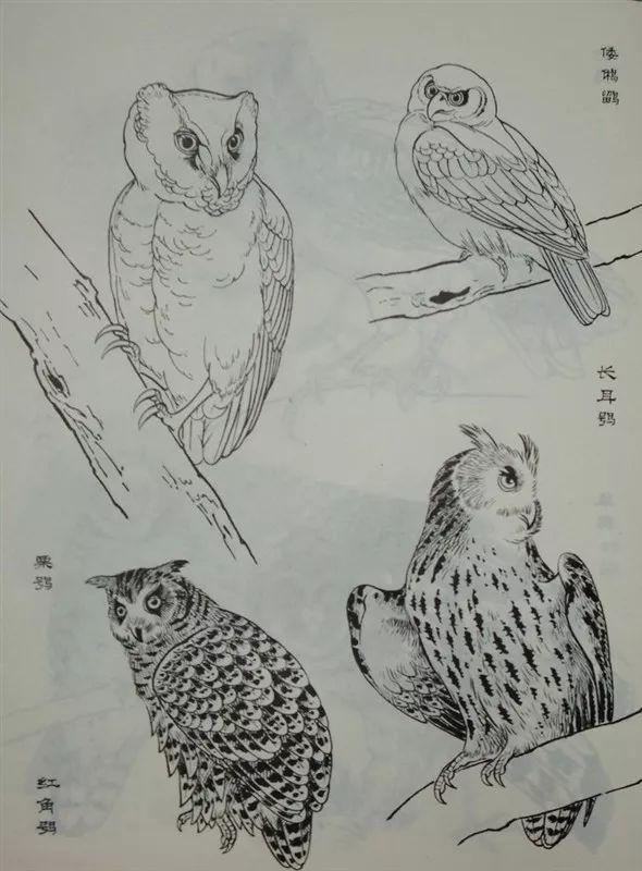 素材白描禽鸟类画谱100幅