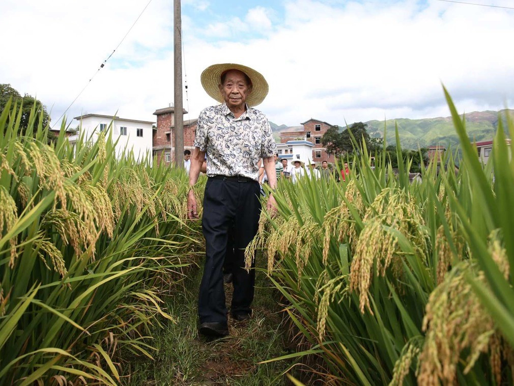 原创罗孝和研究水稻遇到收入过低的困难袁隆平说我给你想办法