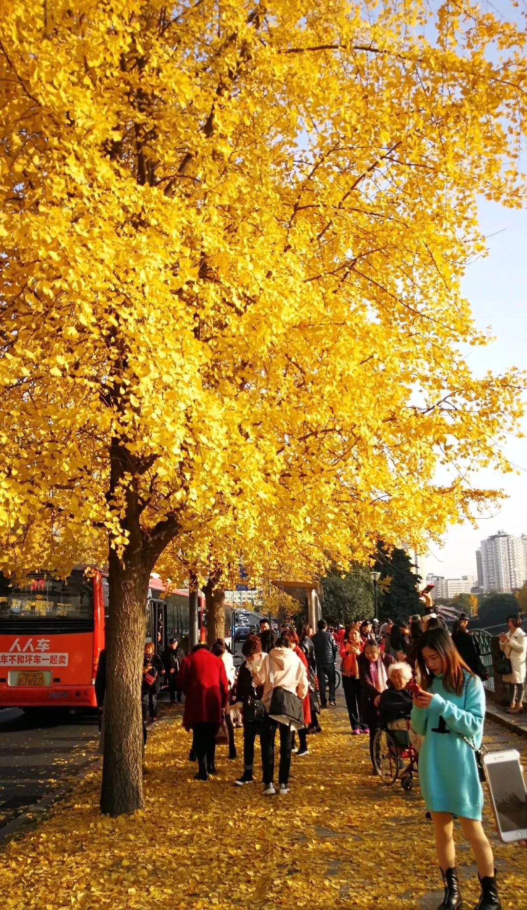 这儿是出了名的银杏大道,秋风飘过,黄叶飘落,美不胜收.
