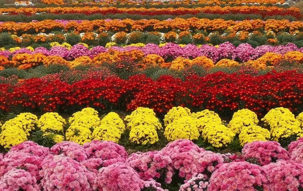 太美了!三明这里惊现一大片"彩色花海"