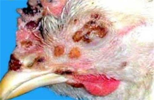 鸡痘病毒传染吗鸡得了鸡痘怎么治