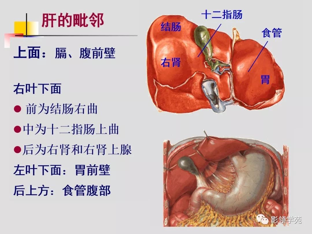 肝臟的血管解剖