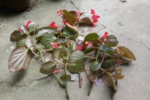 四季海棠花的扦插方法图片
