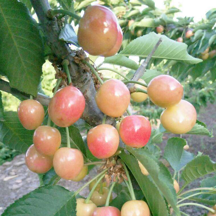 红南阳大樱桃苗来自日本的摇钱树帮助果农走上致富路