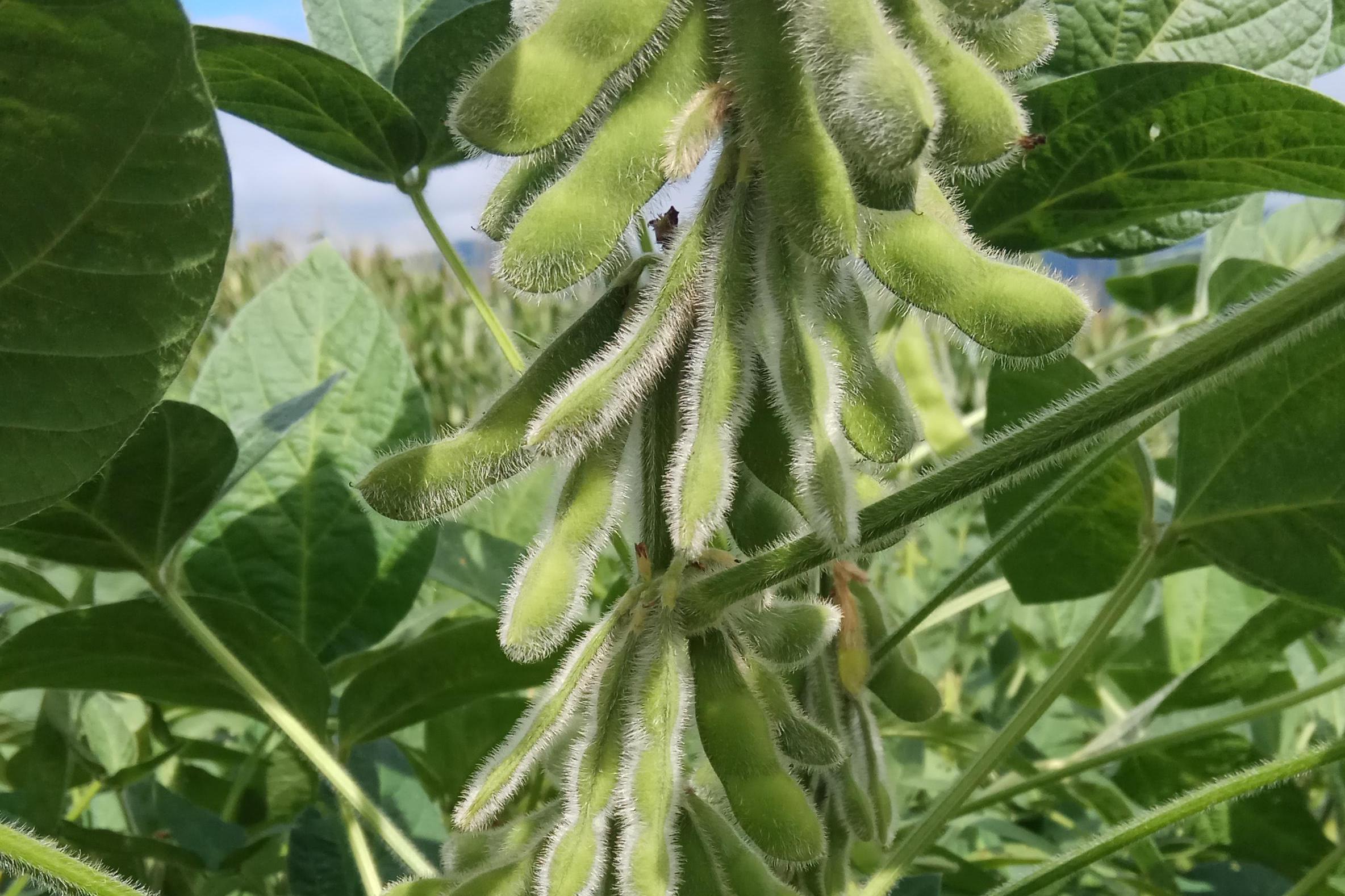 金花回到家里,爹妈见她拿回去两大棵豆子,豆秧上长