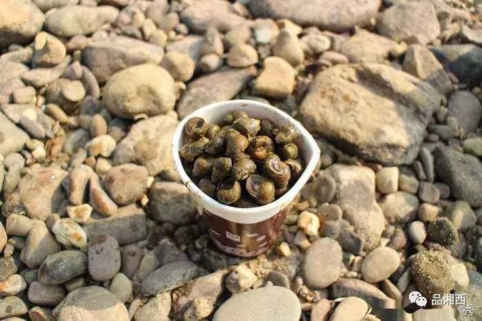 故事在浦市摸江螺作者姜再生