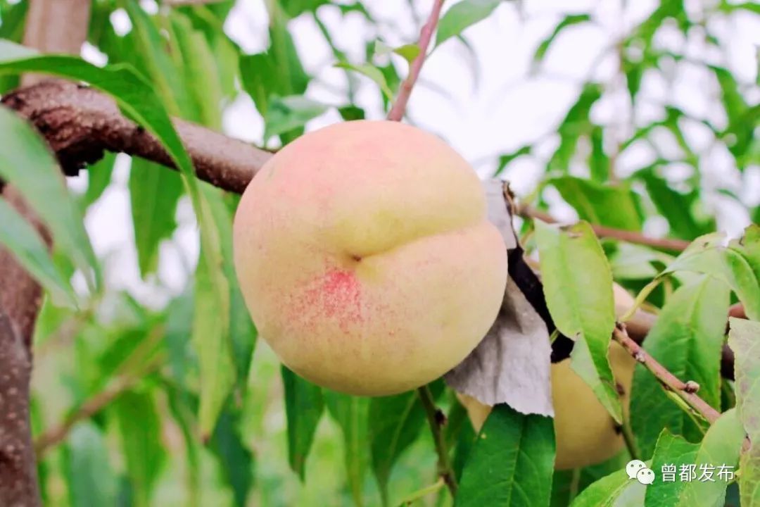 曾都区何店镇桃园姐妹创业种出优质冬桃