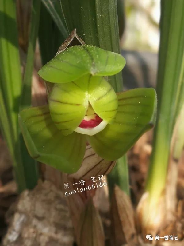 花开欣赏0260被激素几乎毁掉的春兰盖圆荷劫后余生