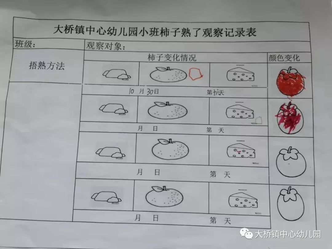 幼儿园中班认识柿子图片