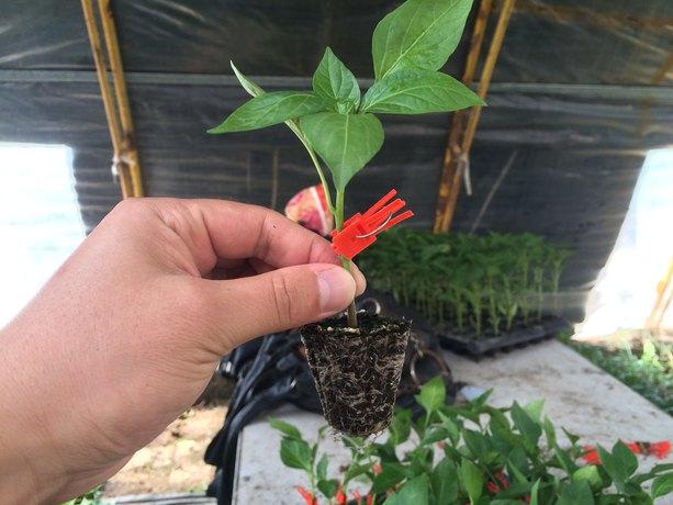 辣椒砧木哪个品种最好哈博辣椒砧木