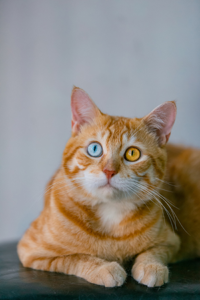 立冬暖橘异瞳猫打开就是你的好运锦鲤哦