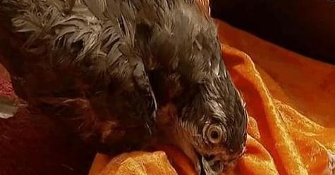 这件事表面看允褆是被老八他们冤枉的,其实如果仔细梳理,就会发现很多