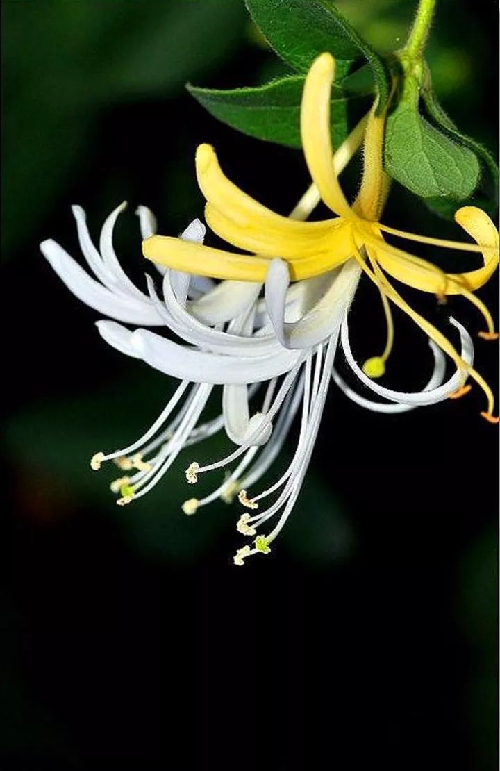 立冬,橙切香黄蟹正肥_香草