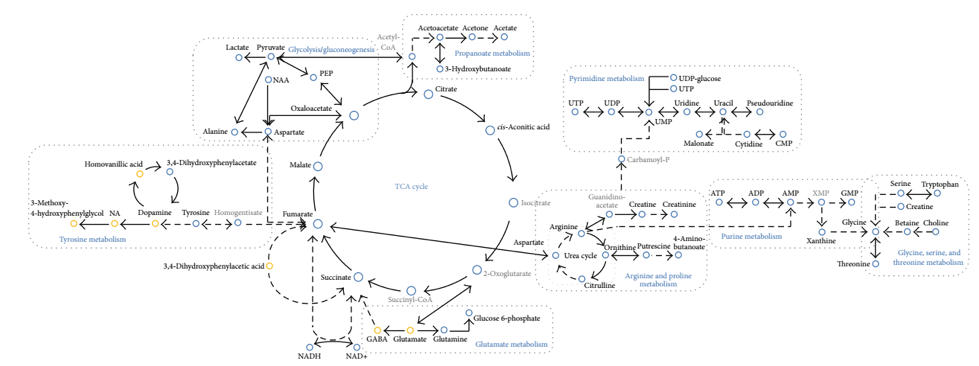 kegg差异代谢产物通路分析