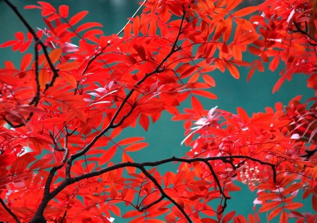 四川又到了一片红红红红的季节了