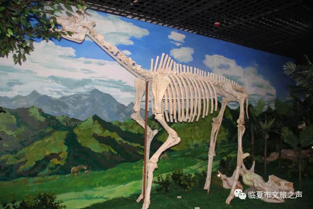 萨莫兽是长颈鹿的先祖,发现于希腊的萨莫斯岛上,故名为萨莫兽.