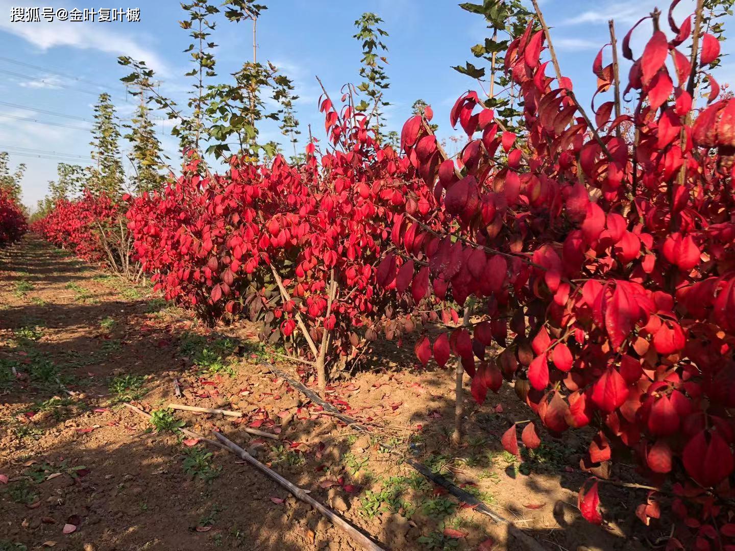 原创河南周口:丝绵木嫁接火焰卫矛和金叶丝绵木价值翻倍,合作社社员