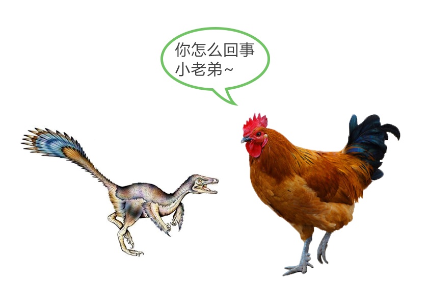 比鸡还小的恐龙到底有多小