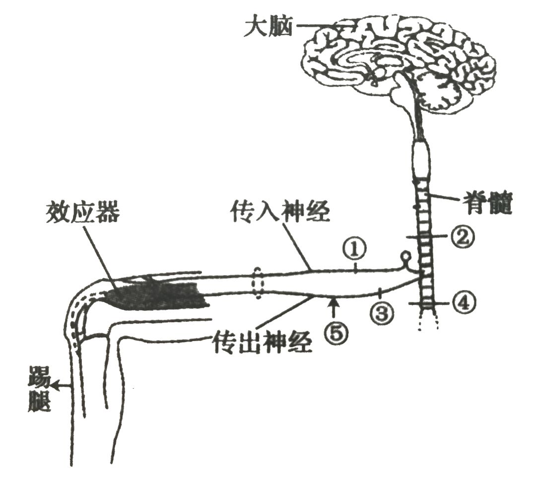 大脑反射弧图片