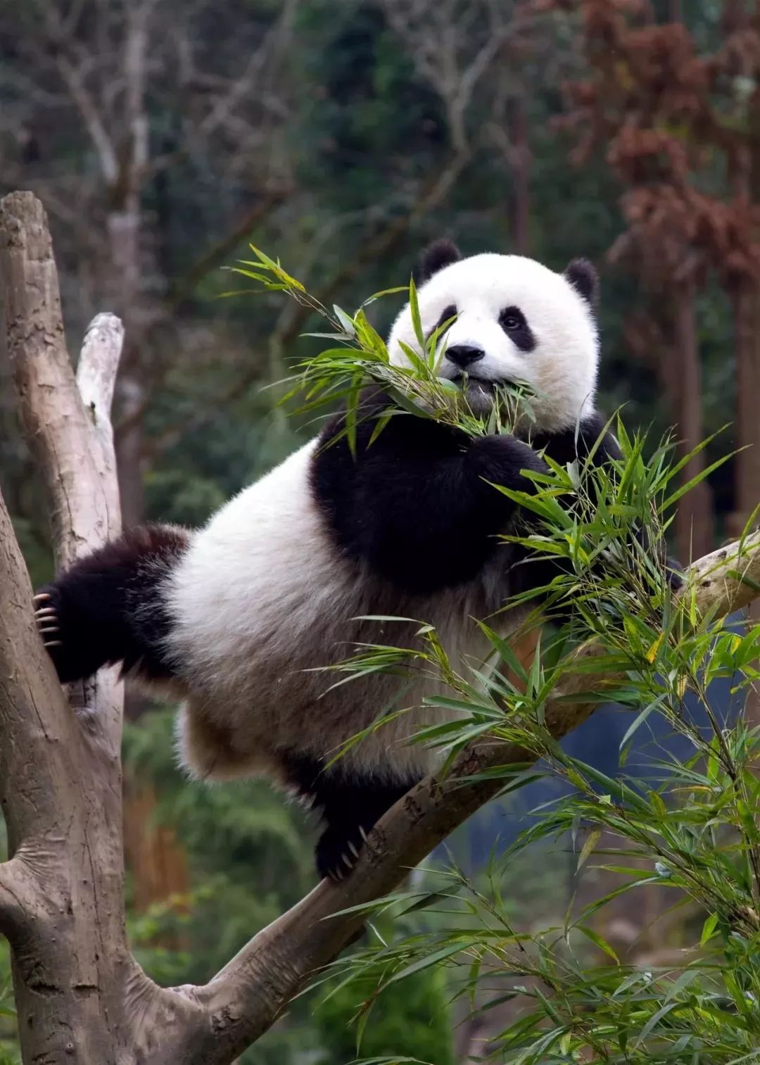 万只熊猫空降五家渠,真相竟如此惊爆!