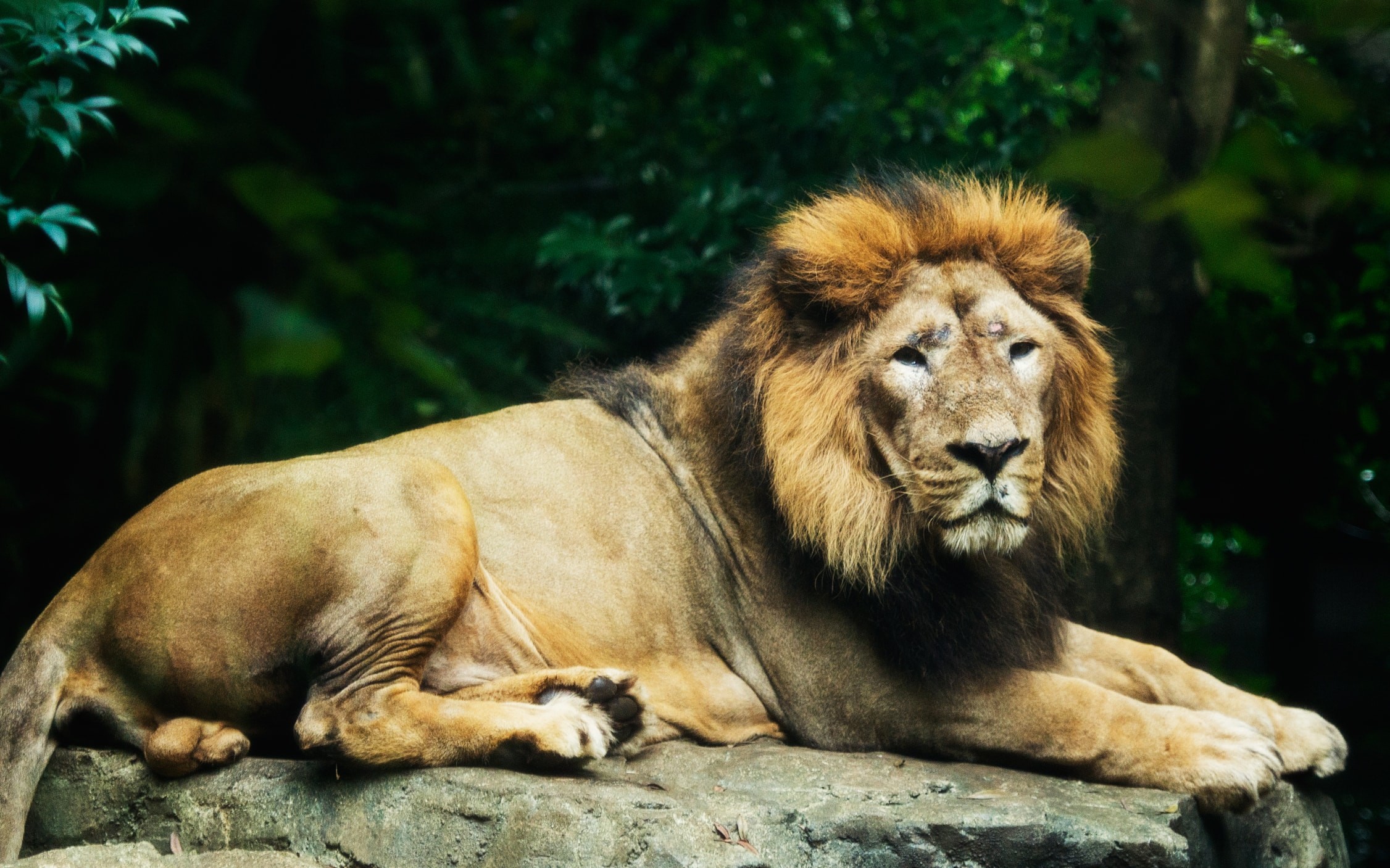 动物世界狮子大全集图片