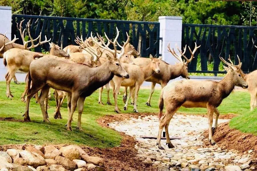 新作 | "神兽"之约 / 日照森林公园麋鹿园