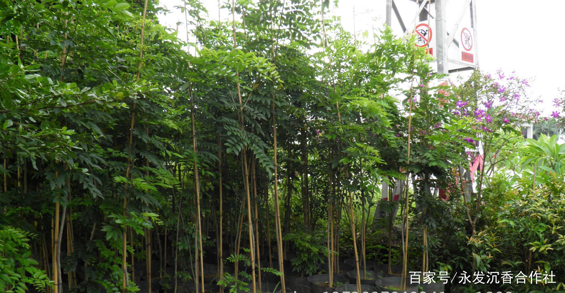 这样做才能更好地促进黄花梨树的生长,使其形成良好的树形.