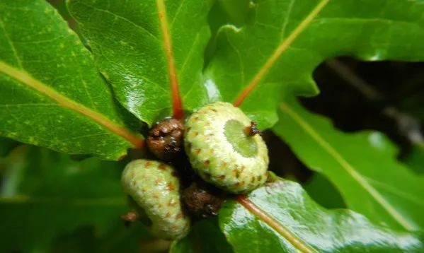 【科普之窗】朴实憨厚辽东栎