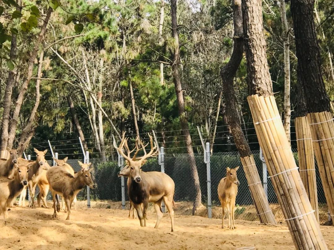 新作 | "神兽"之约 / 日照森林公园麋鹿园