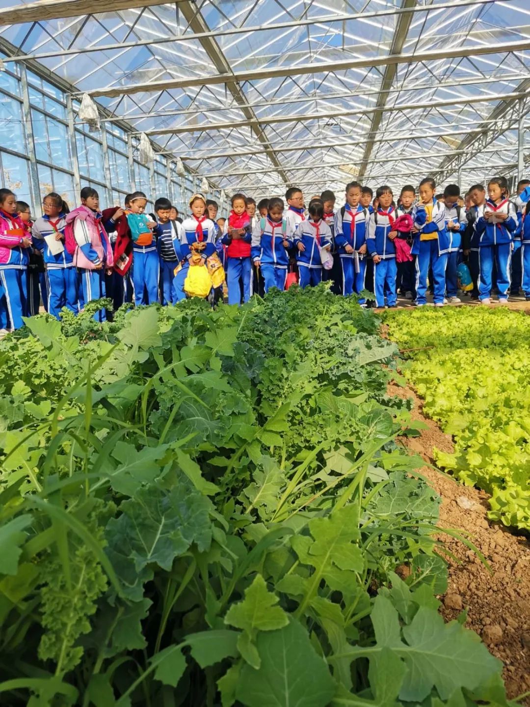 研学之旅记望城中心小学农场奇遇记